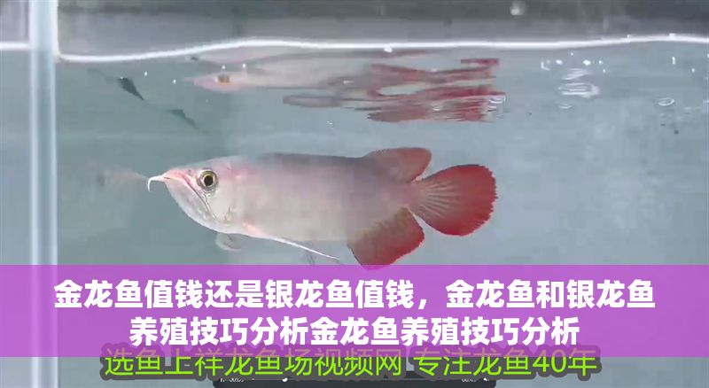 金龍魚值錢還是銀龍魚值錢，金龍魚和銀龍魚養殖技巧分析金龍魚養殖技巧分析