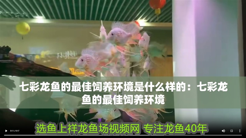 七彩龍魚的最佳飼養(yǎng)環(huán)境是什么樣的：七彩龍魚的最佳飼養(yǎng)環(huán)境