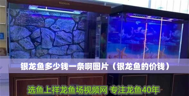 銀龍魚多少錢一條啊圖片（銀龍魚的價錢）