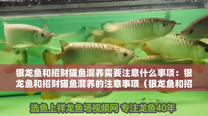 銀龍魚(yú)和招財(cái)貓魚(yú)混養(yǎng)需要注意什么事項(xiàng)：銀龍魚(yú)和招財(cái)貓魚(yú)混養(yǎng)的注意事項(xiàng)（銀龍魚(yú)和招財(cái)貓魚(yú)混養(yǎng)時(shí)需要注意什么？）