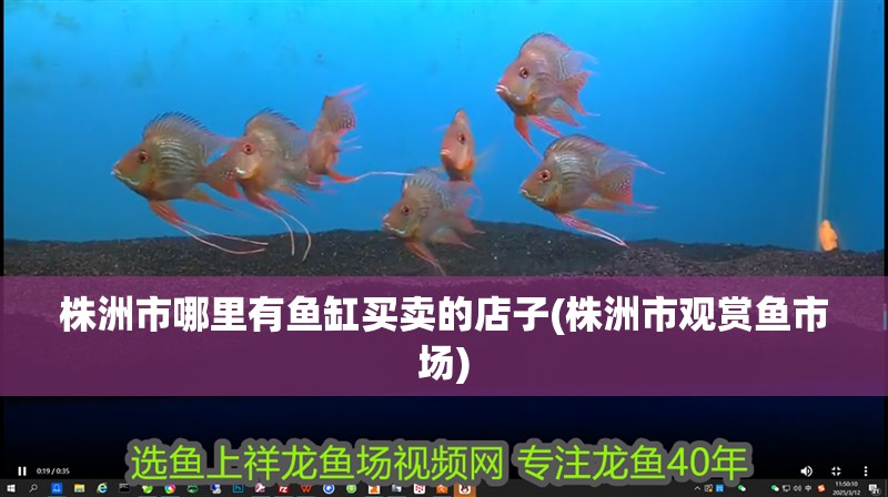 株洲市哪里有魚缸買賣的店子(株洲市觀賞魚市場)
