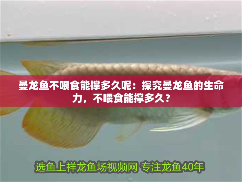 曼龍魚不喂食能撐多久呢：探究曼龍魚的生命力，不喂食能撐多久？