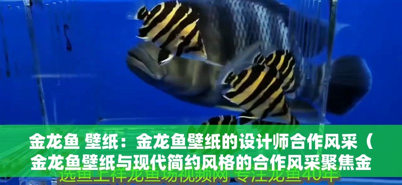 金龍魚 壁紙：金龍魚壁紙的設計師<strong><mark>合作</mark></strong>風采（金龍魚壁紙與現代簡約風格的<strong><mark>合作</mark></strong>風采聚焦金龍魚壁紙）