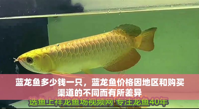 藍龍魚多少錢一只，藍龍魚價格因地區和購買渠道的不同而有所差異