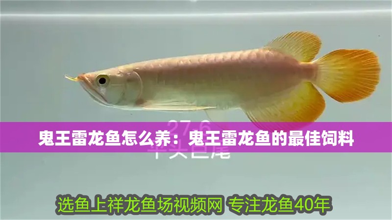 紅龍魚用黃燈烤有用嗎 鬼王雷龍魚怎么養:鬼王雷龍魚的最佳飼料 水族問答 鬼王雷龍魚怎么養:鬼王雷龍魚的最佳飼料 鬼王雷龍魚怎么養:鬼王雷龍魚的最佳飼料 水族問答