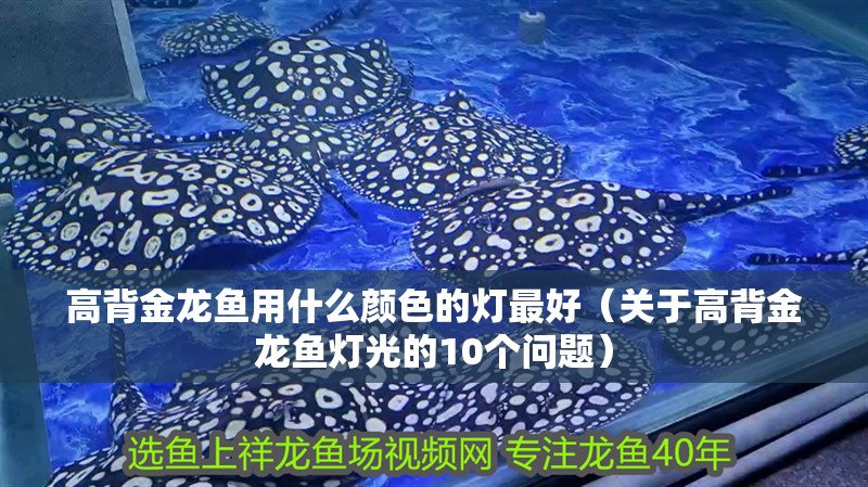 高背金龍魚用什么顏色的燈最好（關于高背金龍魚燈光的10個問題）
