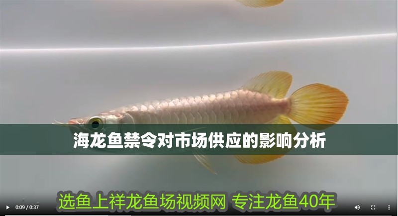 海龍魚禁令對市場供應的影響分析