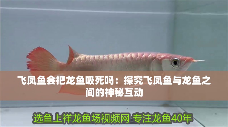 飛鳳魚會把龍魚吸死嗎：探究飛鳳魚與龍魚之間的神秘互動 飛鳳魚會把龍魚吸死嗎：探究飛鳳魚與龍魚之間的神秘互動 水族問答