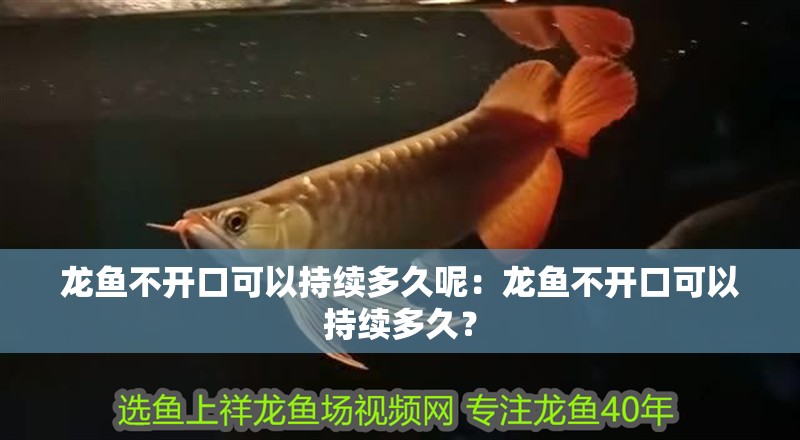 龍魚不開口可以持續多久呢：龍魚不開口可以持續多久？
