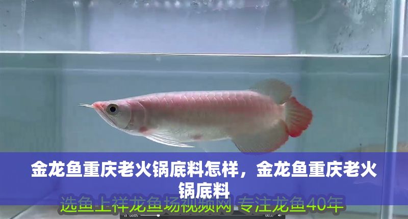 金龍魚重慶老火鍋底料怎樣，金龍魚重慶老火鍋底料