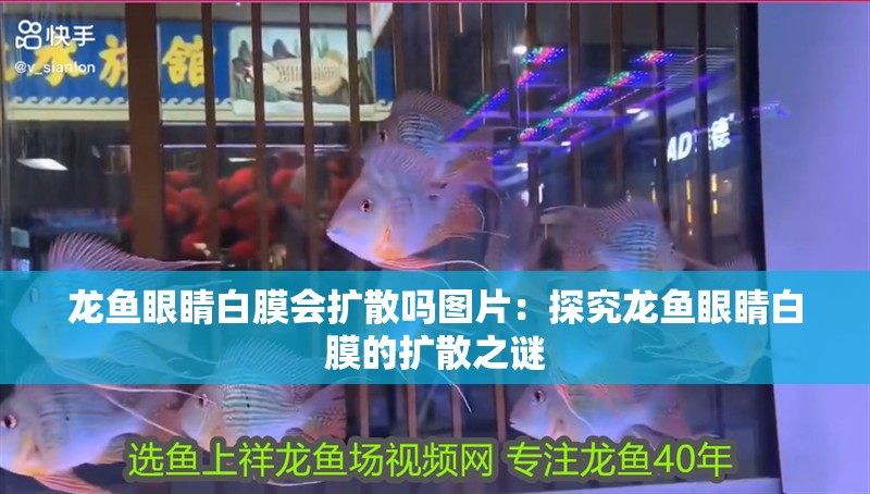 龍魚(yú)眼睛白膜會(huì)擴(kuò)散嗎圖片：探究龍魚(yú)眼睛白膜的擴(kuò)散之謎