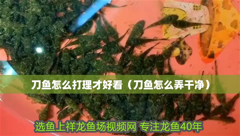 刀魚怎么打理才好看（刀魚怎么弄干凈）