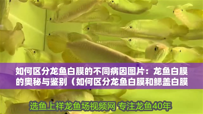 如何區分龍魚白膜的不同病因圖片：龍魚白膜的奧秘與鑒別（如何區分龍魚白膜和鰓蓋白膜的不同病因，養魚者必須掌握的技能）