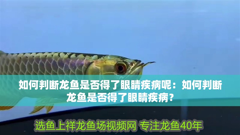 如何判斷龍魚是否得了眼睛疾病呢：如何判斷龍魚是否得了眼睛疾?。? title=