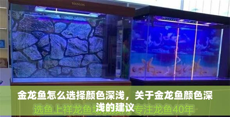 金龍魚怎么選擇顏色深淺，關于金龍魚顏色深淺的建議