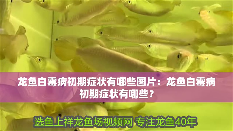 龍魚白霉病初期癥狀有哪些圖片：龍魚白霉病初期癥狀有哪些？