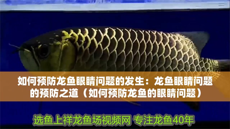 如何預防龍魚眼睛問題的發(fā)生：龍魚眼睛問題的預防之道（如何預防龍魚的眼睛問題）