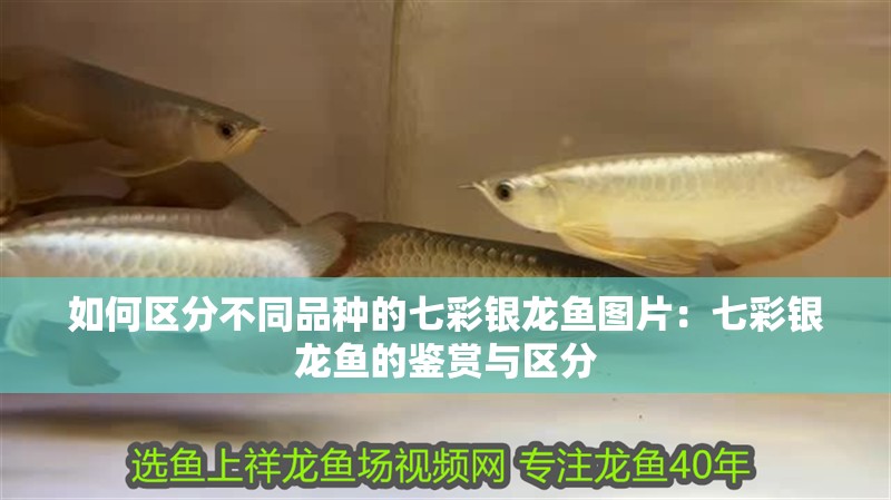 如何區(qū)分不同品種的七彩銀龍魚圖片：七彩銀龍魚的鑒賞與區(qū)分