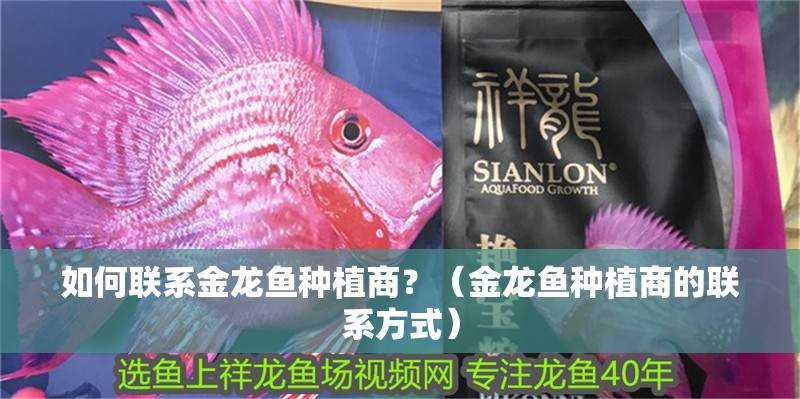 如何聯系金龍魚種植商？（金龍魚種植商的聯系方式） 如何聯系金龍魚種植商？（金龍魚種植商的聯系方式） 龍魚百科