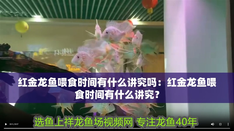 紅金龍魚喂食時間有什么講究嗎：紅金龍魚喂食時間有什么講究？