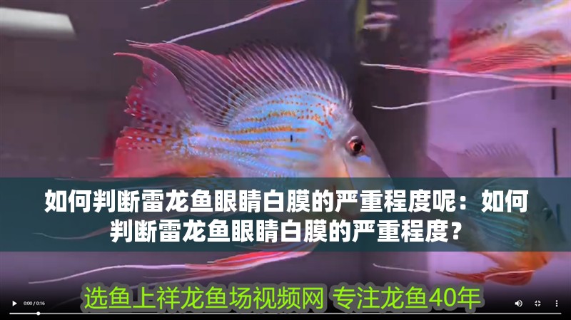 如何判斷雷龍魚眼睛白膜的嚴重程度呢：如何判斷雷龍魚眼睛白膜的嚴重程度？