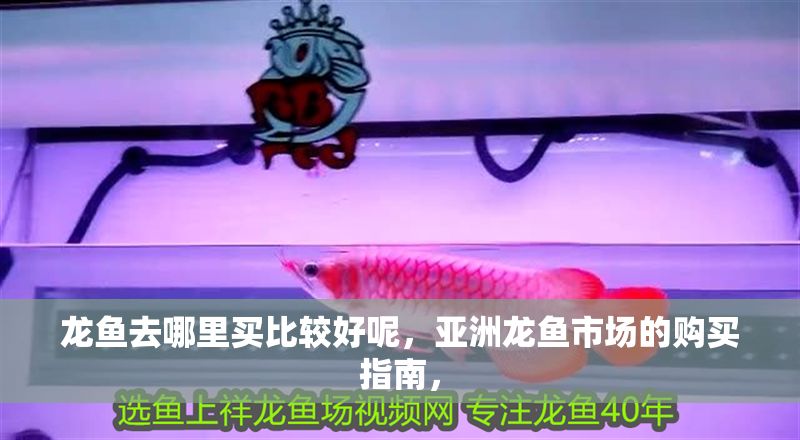龍魚去哪里買比較好呢，亞洲龍魚市場的購買指南，