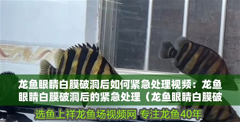 龍魚眼睛白膜破洞后如何緊急處理視頻：龍魚眼睛白膜破洞后的緊急處理（龍魚眼睛白膜破洞如何緊急處理）