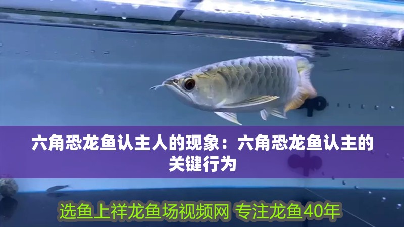 六角恐龍魚(yú)認(rèn)主人的現(xiàn)象：六角恐龍魚(yú)認(rèn)主的關(guān)鍵行為