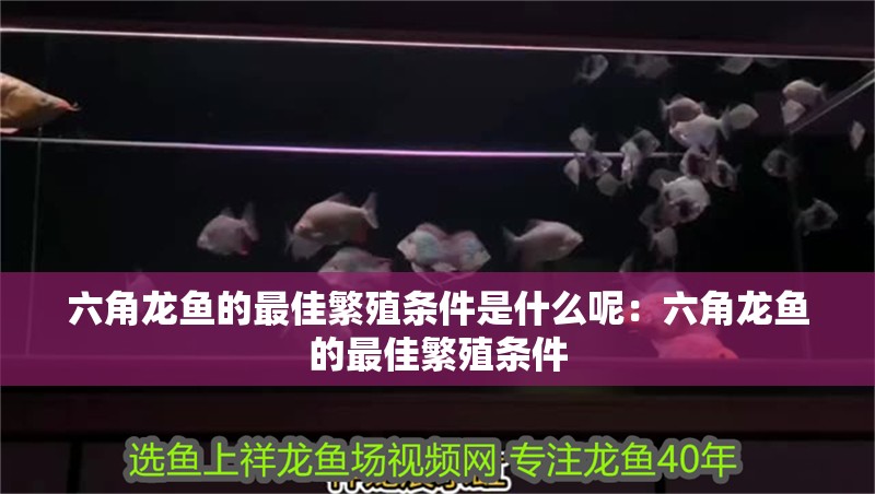 六角龍魚的最佳繁殖條件是什么呢：六角龍魚的最佳繁殖條件