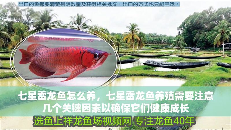 七星雷龍魚怎么養(yǎng)，七星雷龍魚養(yǎng)殖需要注意幾個關鍵因素以確保它們健康成長