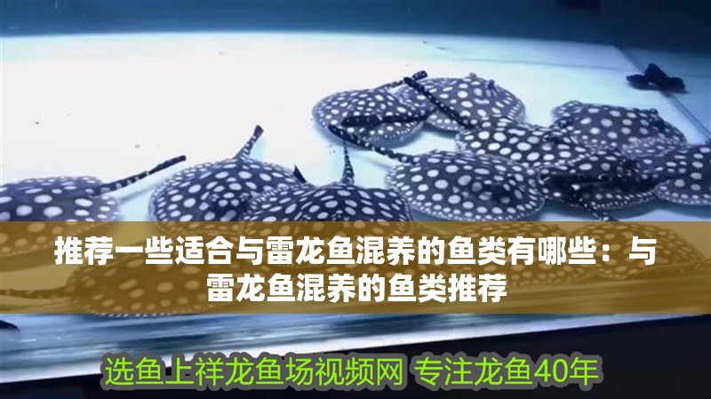 推薦一些適合與雷龍魚混養的魚類有哪些：與雷龍魚混養的魚類推薦