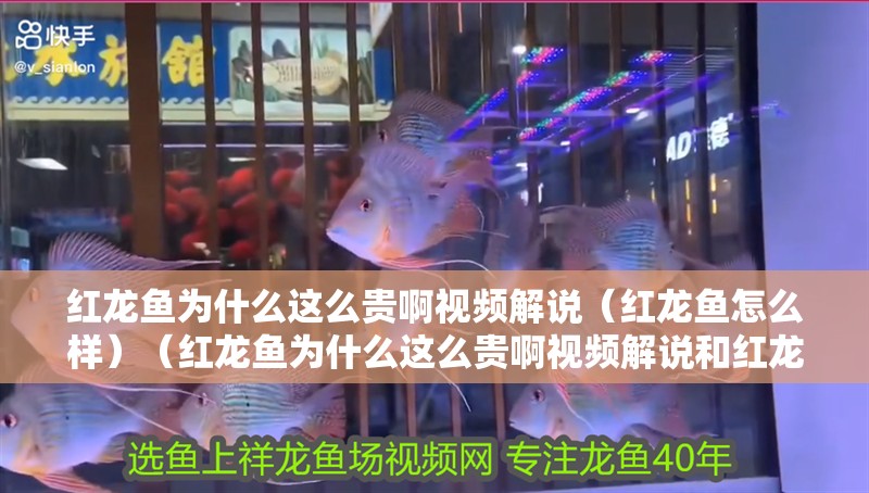 紅龍魚為什么這么貴啊視頻解說（紅龍魚怎么樣）（紅龍魚為什么這么貴啊視頻解說和紅龍魚怎么樣介紹到此就結束了）