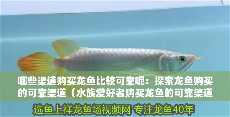 哪些渠道購買龍魚比較可靠呢：探索龍魚購買的可靠渠道（水族愛好者購買龍魚的可靠渠道對于新手來說可能是一項挑戰(zhàn)）