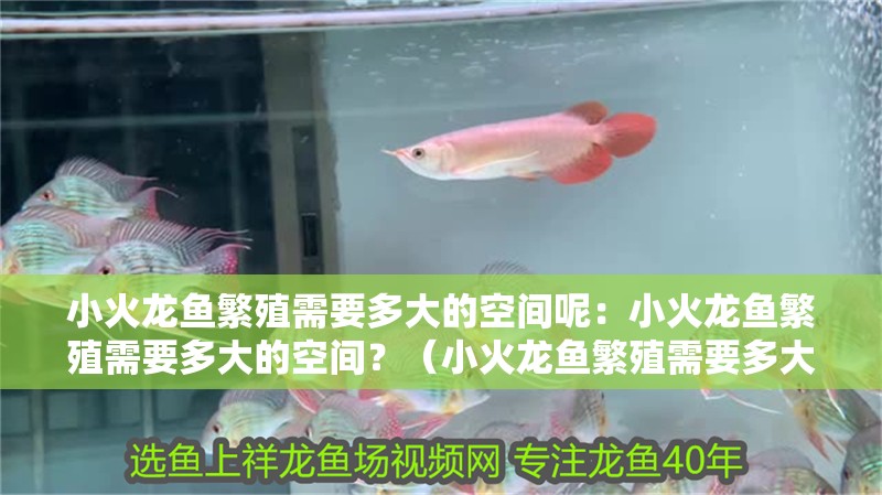 小火龍魚繁殖需要多大的空間呢：小火龍魚繁殖需要多大的空間？（小火龍魚繁殖需要多大的空間）