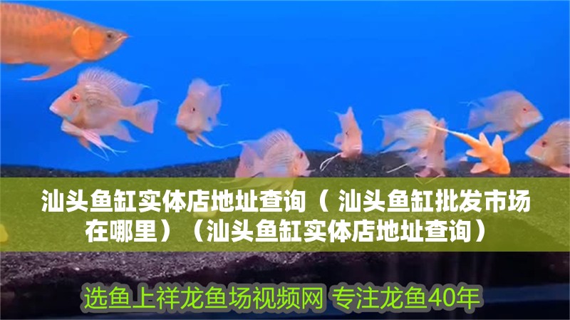 汕頭魚缸實體店地址查詢（ 汕頭魚缸批發市場在哪里）（汕頭魚缸實體店地址查詢）