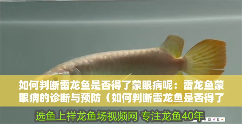 如何判斷雷龍魚是否得了蒙眼病呢：雷龍魚蒙眼病的診斷與預(yù)防（如何判斷雷龍魚是否得了蒙眼病）