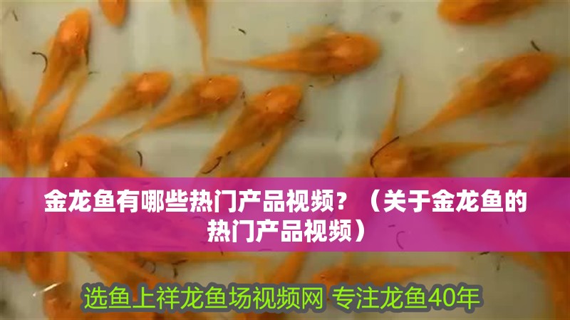 金龍魚有哪些熱門產品視頻？（關于金龍魚的熱門產品視頻）