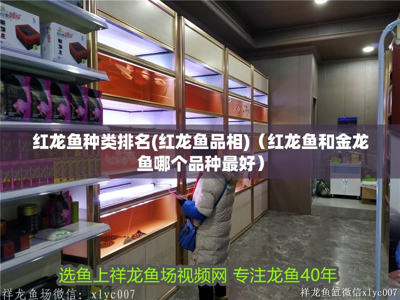 紅龍魚種類排名(紅龍魚品相)（紅龍魚和金龍魚哪個品種最好）