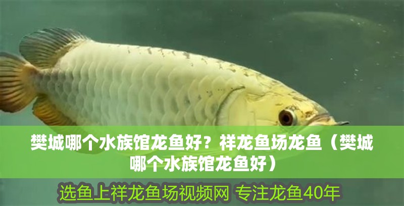 樊城哪個水族館龍魚好？祥龍魚場龍魚（樊城哪個水族館龍魚好）