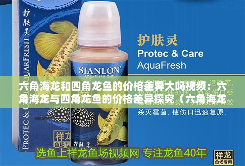 六角海龍和四角龍魚的價格差異大嗎視頻：六角海龍與四角龍魚的價格差異探究（六角海龍與四角龍魚的價格差異）