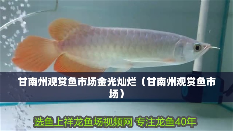甘南州觀賞魚市場金光燦爛（甘南州觀賞魚市場）