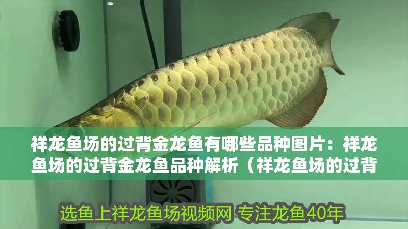 祥龍魚場的過背金龍魚有哪些品種圖片：祥龍魚場的過背金龍魚品種解析（祥龍魚場的過背金龍魚品種）