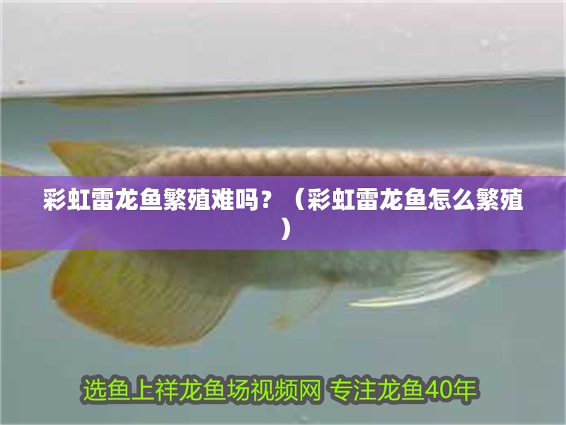 彩虹雷龍魚繁殖難嗎？（彩虹雷龍魚怎么繁殖）