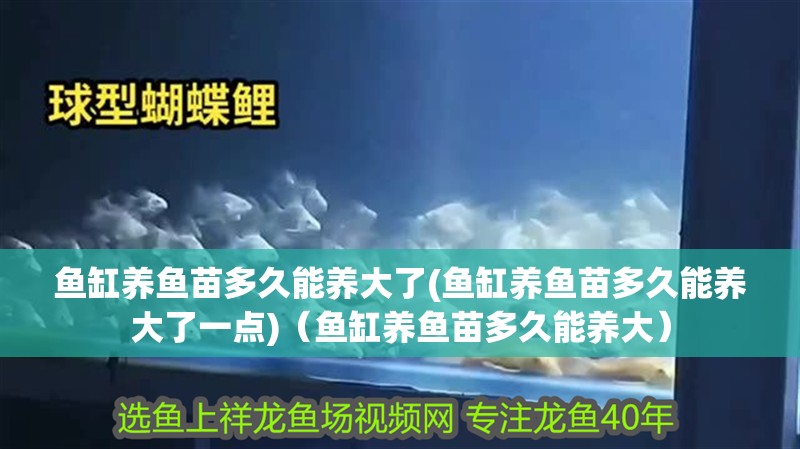 魚缸養魚苗多久能養大了(魚缸養魚苗多久能養大了一點)（魚缸養魚苗多久能養大）