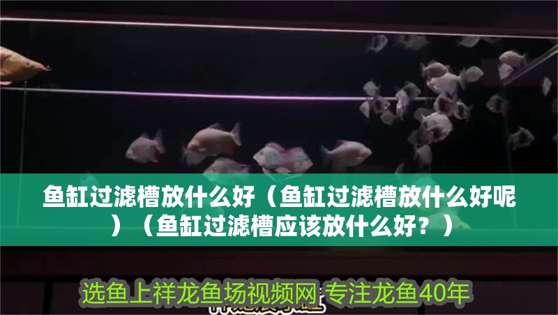 魚缸過濾槽放什么好（魚缸過濾槽放什么好呢）（魚缸過濾槽應該放什么好？）