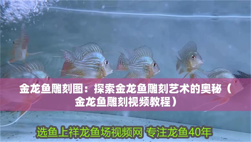 金龍魚雕刻圖：探索金龍魚雕刻藝術(shù)的奧秘（金龍魚雕刻視頻教程）