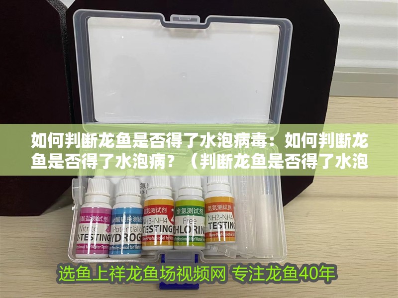 龍魚和神仙魚混養(yǎng)有哪些成功案例