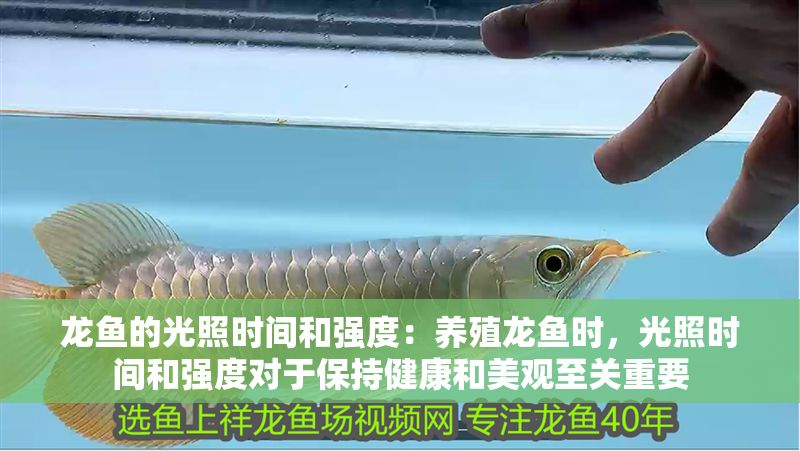 龍魚的光照時(shí)間和強(qiáng)度：養(yǎng)殖龍魚時(shí)，光照時(shí)間和強(qiáng)度對(duì)于保持健康和美觀至關(guān)重要
