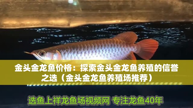 金頭金龍魚價(jià)格：探索金頭金龍魚養(yǎng)殖的信譽(yù)之選（金頭金龍魚養(yǎng)殖場(chǎng)推薦）