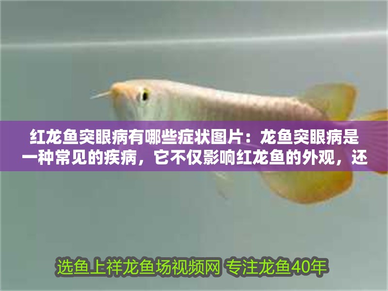 紅龍魚突眼病有哪些癥狀圖片：龍魚突眼病是一種常見的疾病，它不僅影響紅龍魚的外觀，還可能對它們的健康造成嚴重威脅。以下是關(guān)于紅龍魚突眼病癥狀的詳細描述（關(guān)于紅龍魚突眼病的一些觀察）